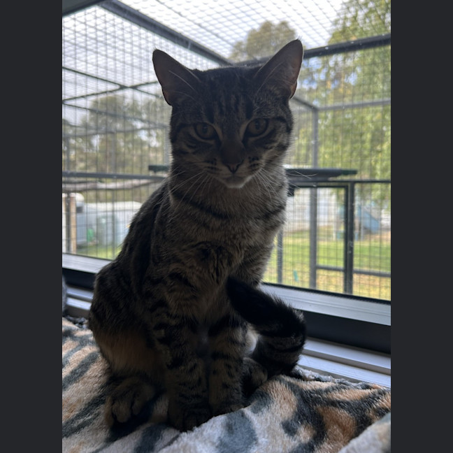 Photo of Olive