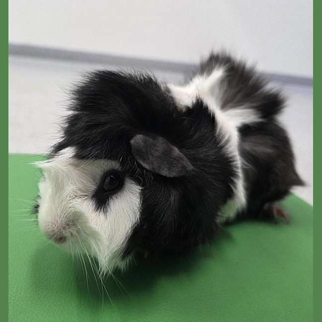 Photo of Muffin