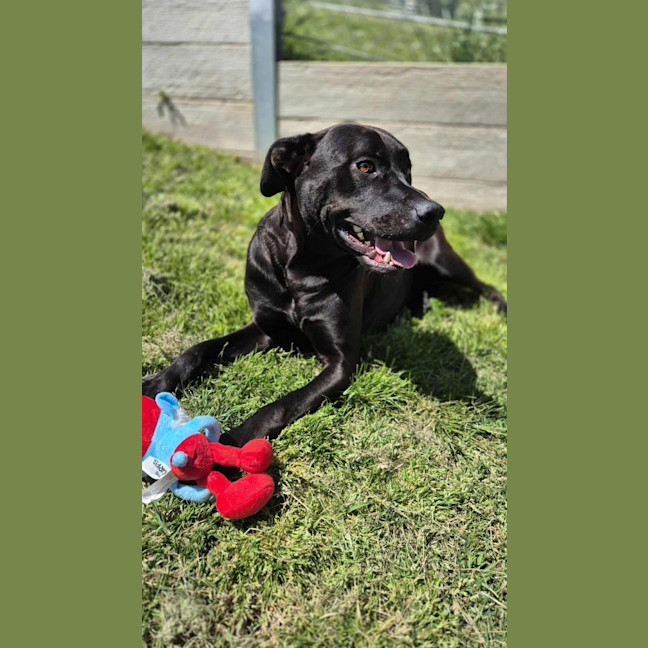 Photo of Boof   2 Year Old Labrador X Staffy