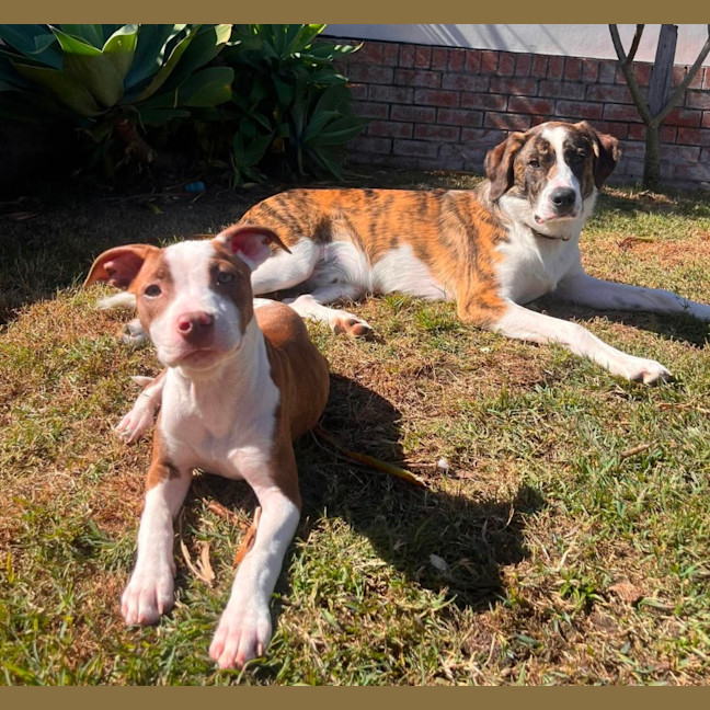 Photo of Josie   4 Month Old American Staffy X