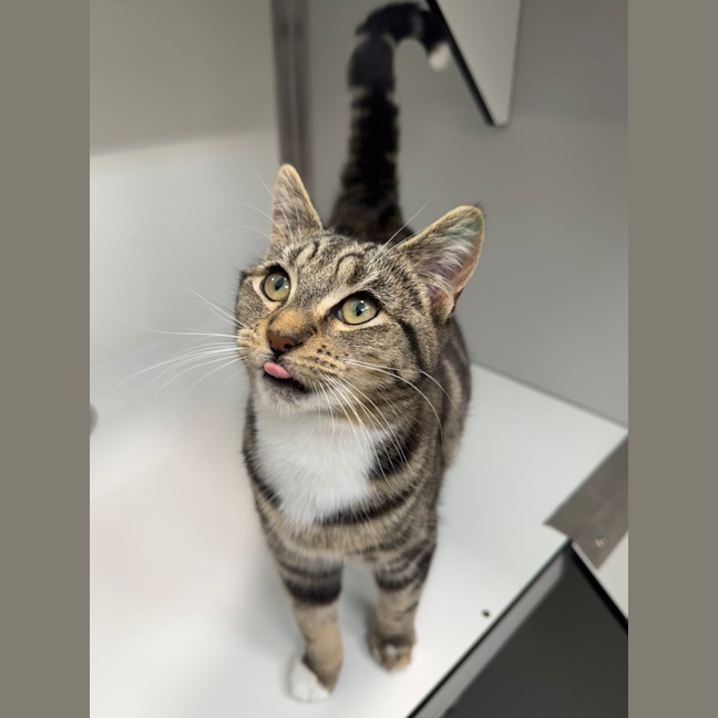 Photo of Lois Lane (New Name Is Fleur)