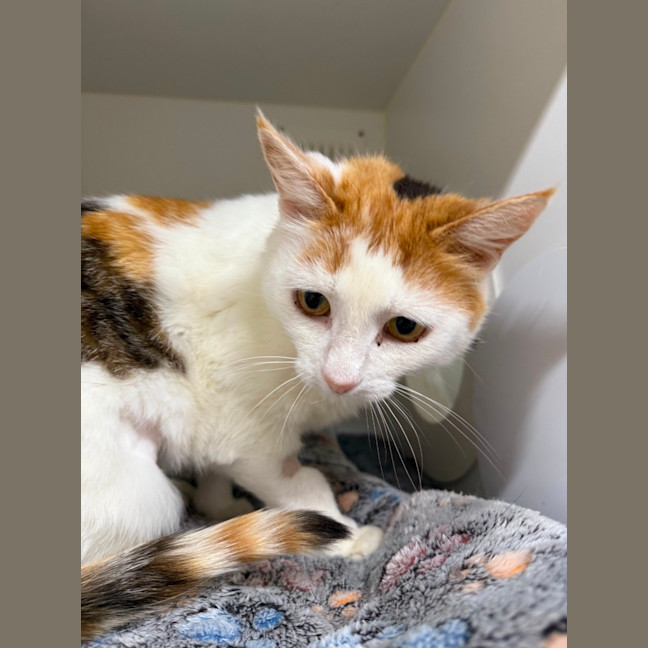 Photo of 🎪 Talulah 6700 🎪