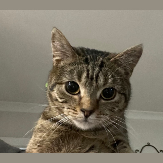 Photo of Rosie & Roxy