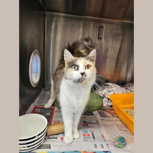 Photo of Pepper