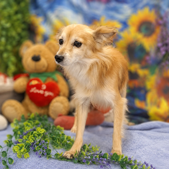 Photo of Simba