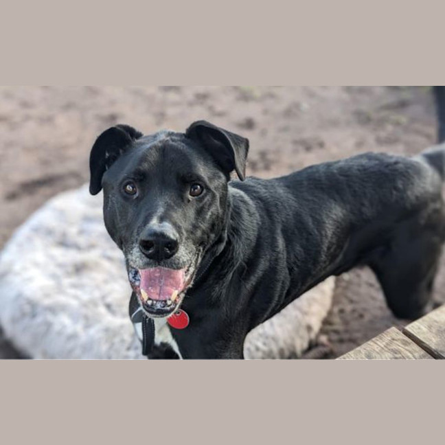 Photo of Midnight