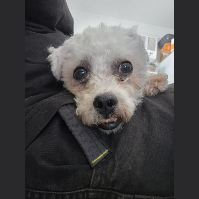 Photo of Paddy