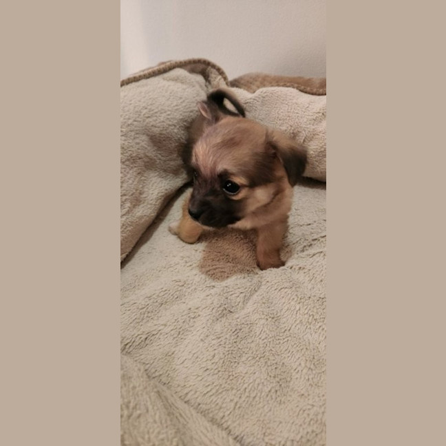 Photo of Mc Kenzie   6 Week Old Maltese X