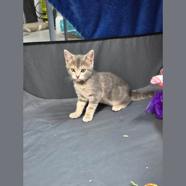 Photo of Mochi