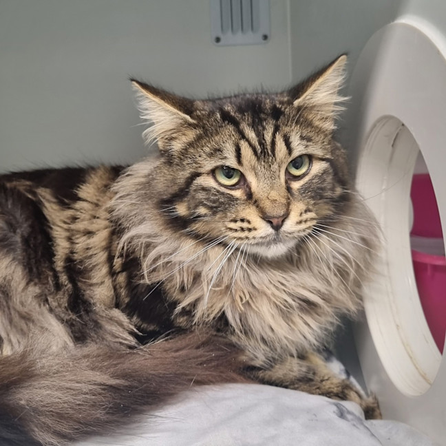 Photo of Binxie Boo