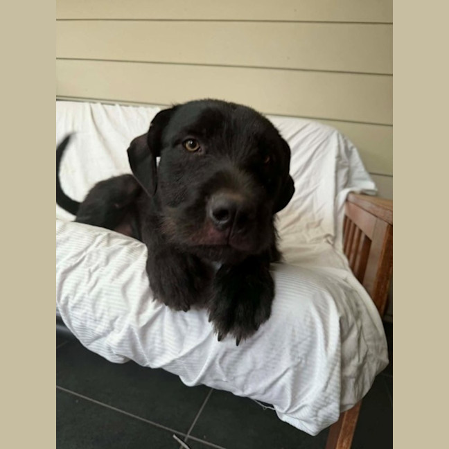 Photo of Tui   1 Year Old Wolfhound X