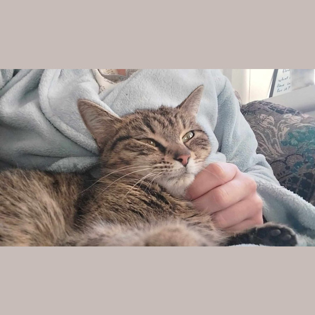 Photo of Goose