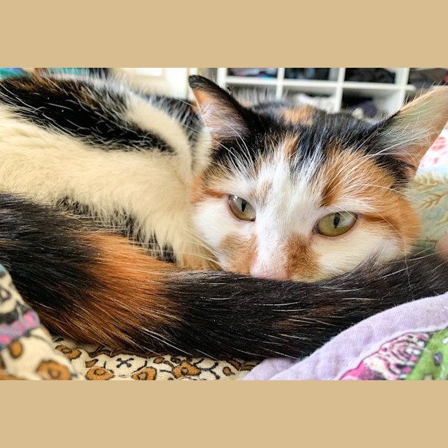 Photo of Mara
