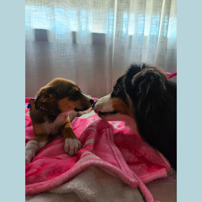 Photo of Baska   10 Week Old German Shepherd X