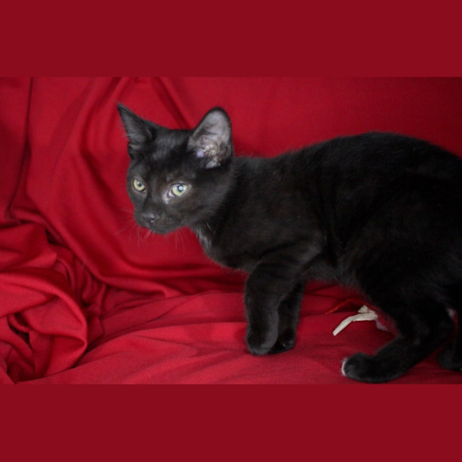 Photo of Fergus
