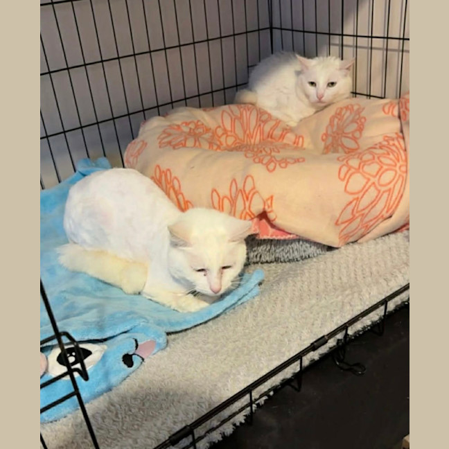 Photo of Casper & Winter