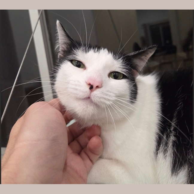 Photo of K   6 Year Old Domestic Short Hair
