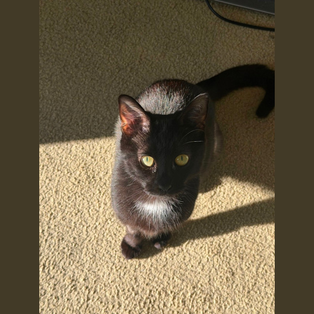 Photo of Macavity