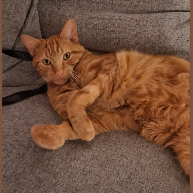 Photo of Simba