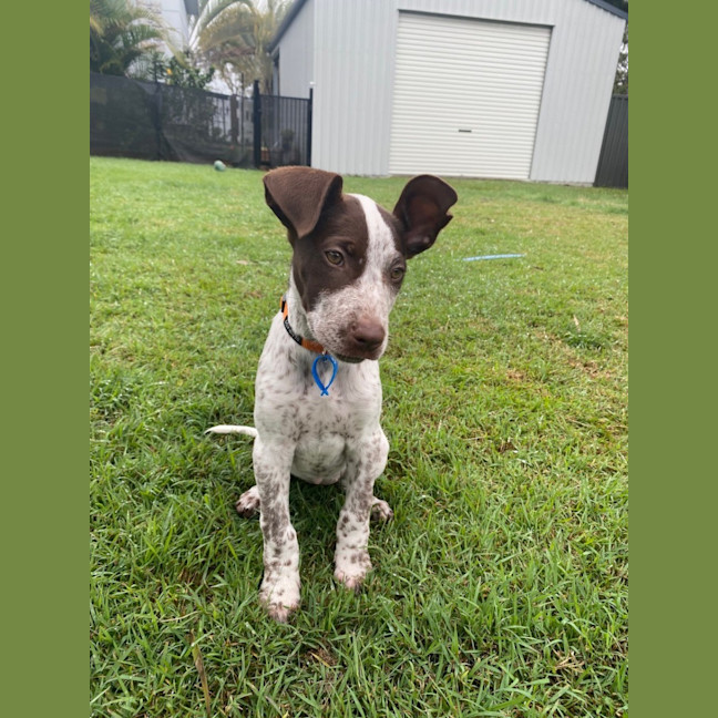Photo of Scout