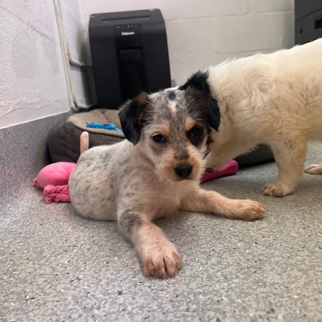 Photo of D1187 Pedro