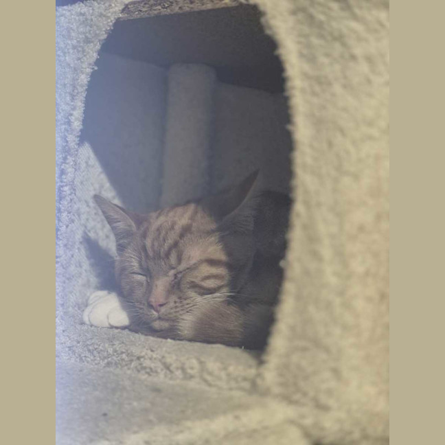 Photo of Simba