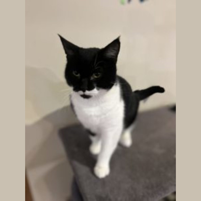 Photo of Bat Boy   Available At Pet Quarters Rutherford