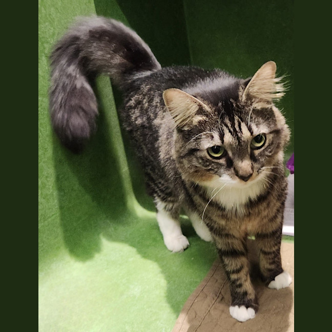 Photo of Miss Moppet