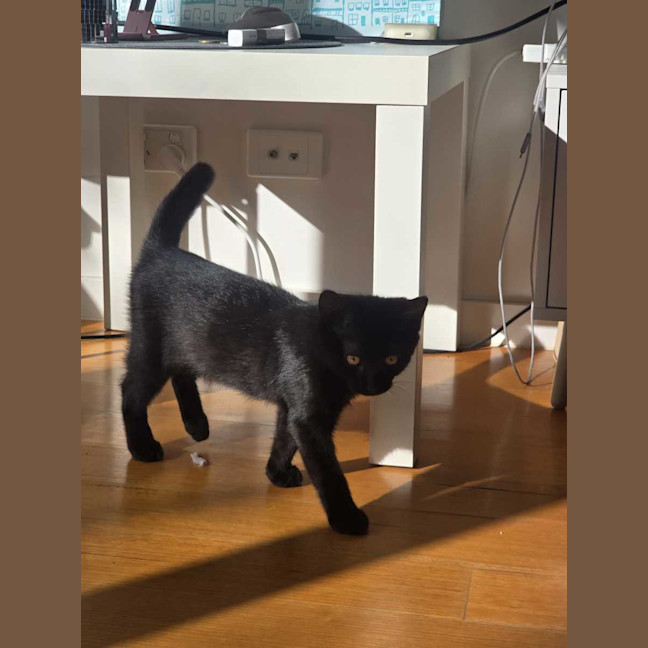 Photo of Kahlua 