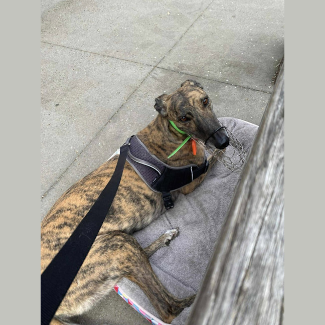 Photo of Roxy, The Greyhound