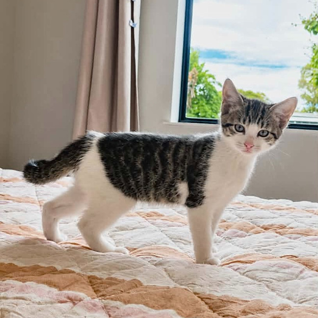 Photo of Rocket