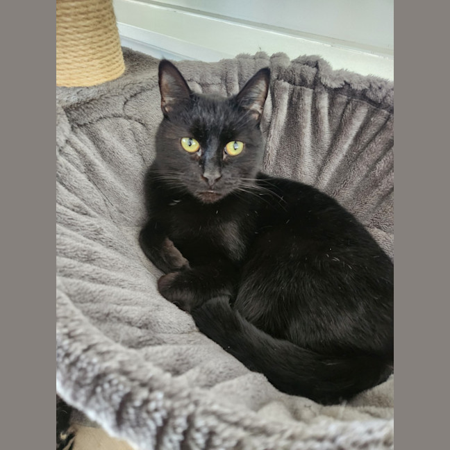 Photo of Puss Puss Mickey