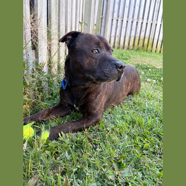 Photo of Nugget *$350 Adoption Fee*