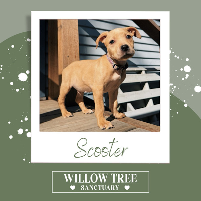 Photo of Scooter