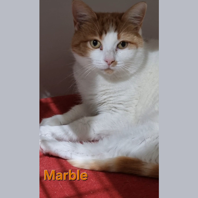 Photo of Marble