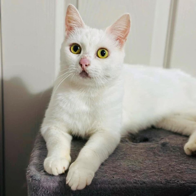 Photo of 11373   Marshmallow