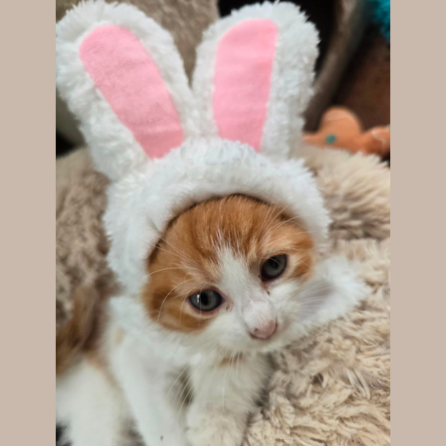 Photo of Butters