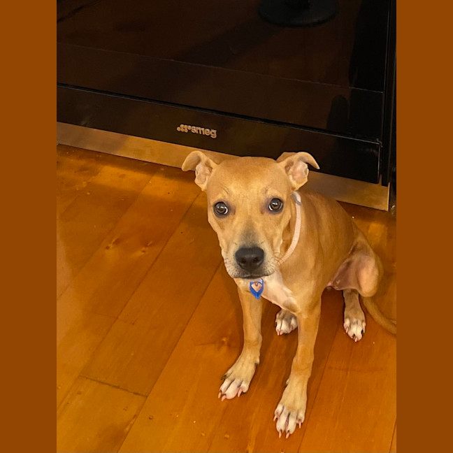 Photo of Daphne
