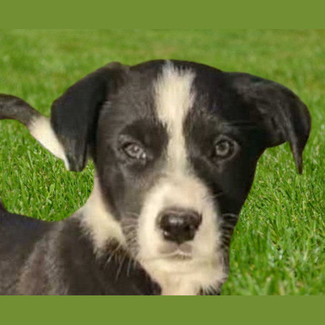 Photo of Nugget ~ 8 Week Old, Border Collie X Puppy, Male