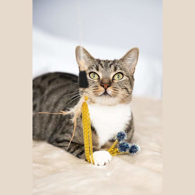 Photo of Nala