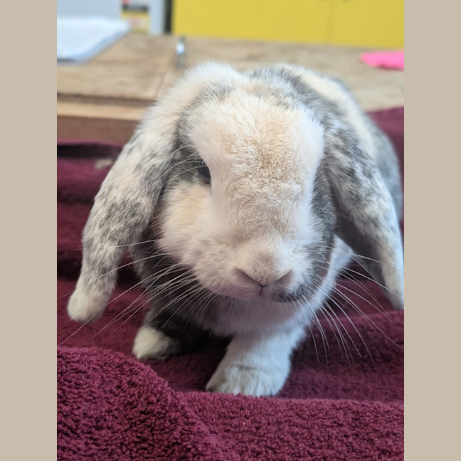 Photo of Coco