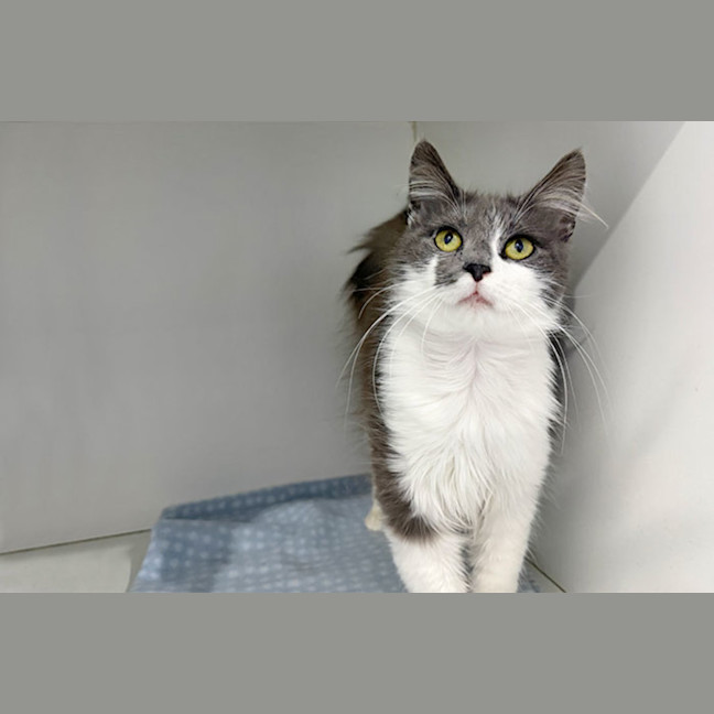Photo of Elroy