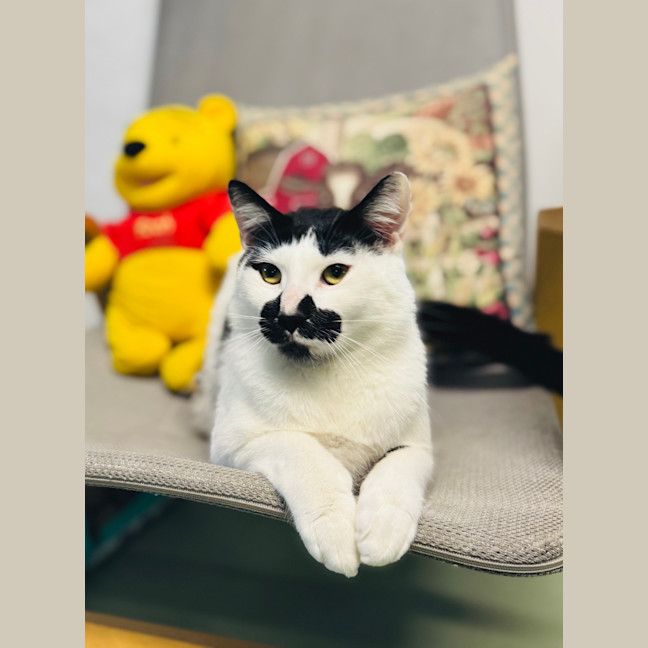 Photo of Scout