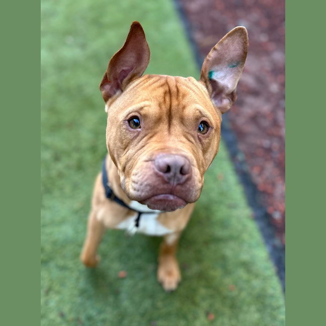 Photo of Odie