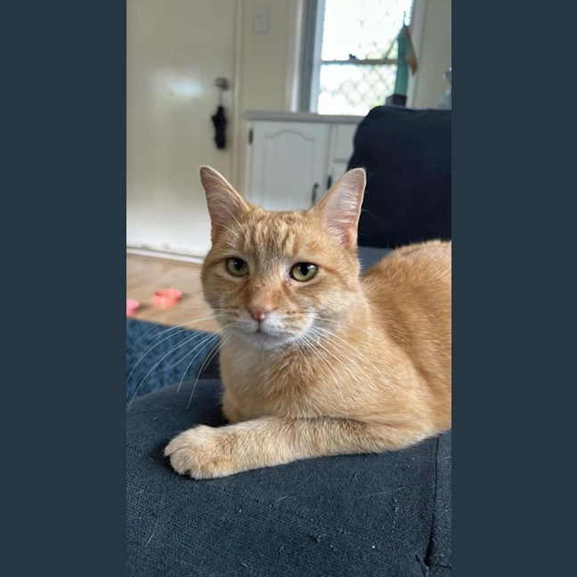 Photo of Waffles
