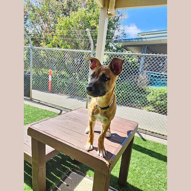 Photo of Darcy