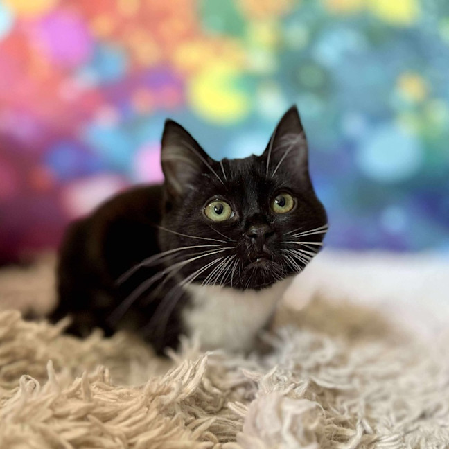 Photo of Violet   Located In East Brunswick 