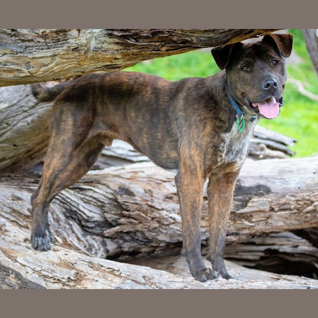 Photo of Bear