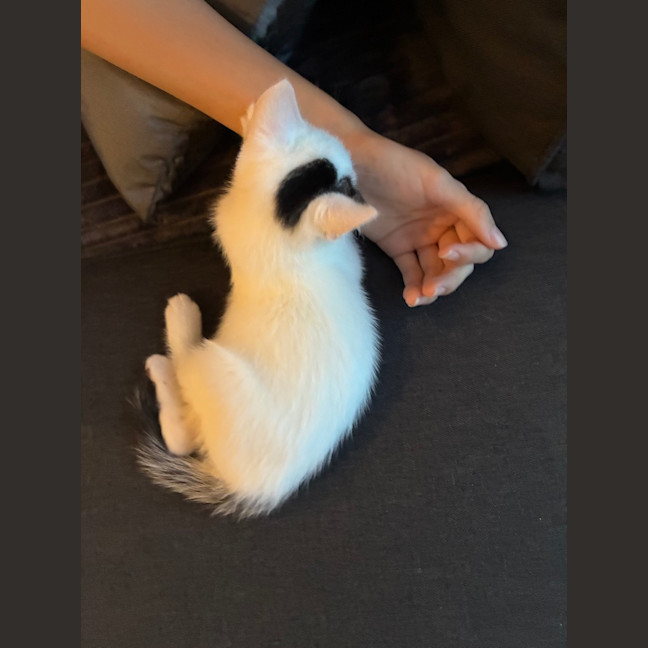 Photo of Comet