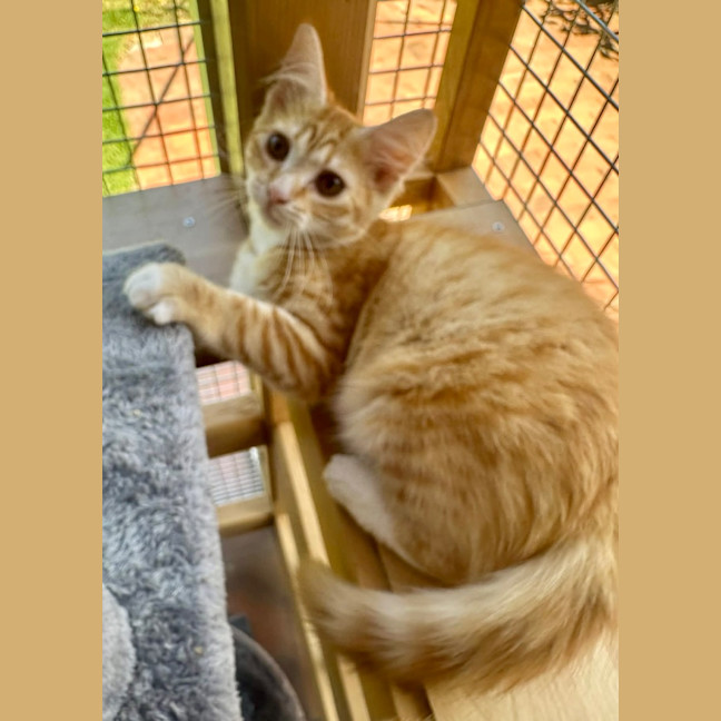 Photo of Tilly Torrens